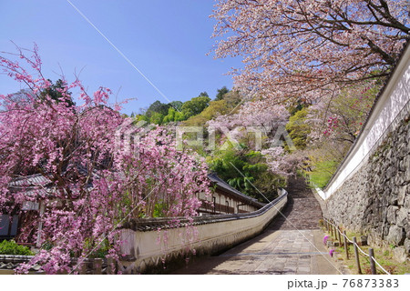 花の御寺 長谷寺 梅心院沿いの桜 花の御寺 長谷寺 梅心院沿いの桜 76873383