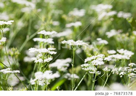 Apiaceae or Umbelliferae. White flowers over green grass Apiaceae or Umbelliferae. White flowers over green grass 76873578