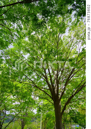 まだ若いケヤキの新緑の森3 76873602