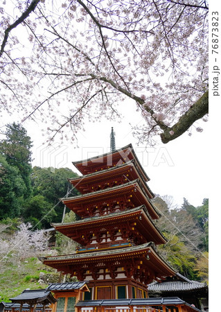 花の御寺 長谷寺 桜と五重塔 花の御寺 長谷寺 桜と五重塔 76873823