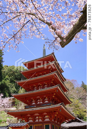 花の御寺  長谷寺  桜と五重塔 76873826