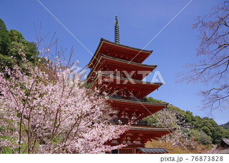 花の御寺 長谷寺 桜と五重塔 花の御寺 長谷寺 桜と五重塔 76873828