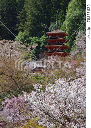 花の御寺  長谷寺  桜と五重塔 76873829