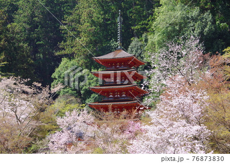花の御寺  長谷寺  桜と五重塔 76873830