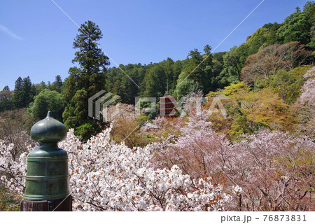 花の御寺 長谷寺 桜と五重塔 花の御寺 長谷寺 桜と五重塔 76873831
