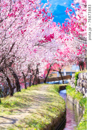 昼神温泉の花桃まつり 76873883