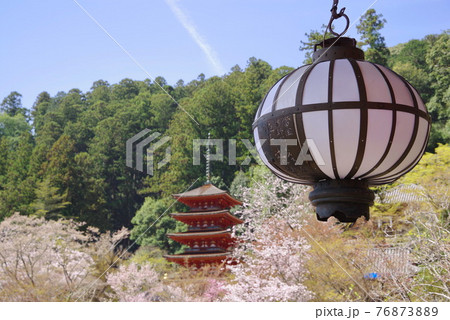 花の御寺 長谷寺 桜と五重塔 花の御寺 長谷寺 桜と五重塔 76873889