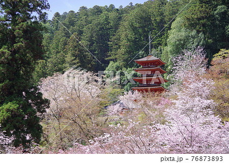 花の御寺 長谷寺 桜と五重塔 花の御寺 長谷寺 桜と五重塔 76873893