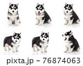 Collection of siberian husky puppy on white background isolated 76874063