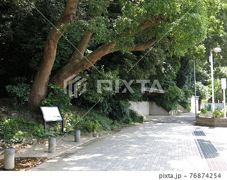 我孫子市のハケの道（瀧井孝作仮寓跡下付近） 76874254