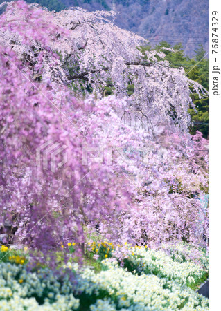 光前寺のしだれ桜 光前寺のしだれ桜 76874329