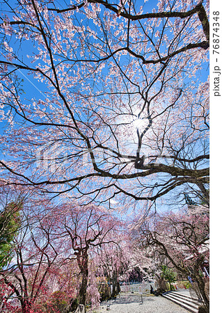 光前寺のしだれ桜の写真素材