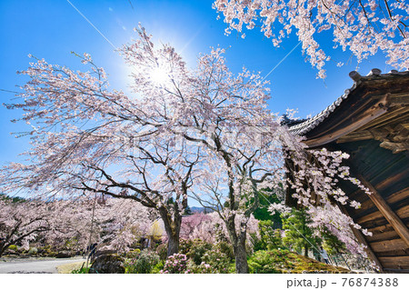 光前寺のしだれ桜 76874388