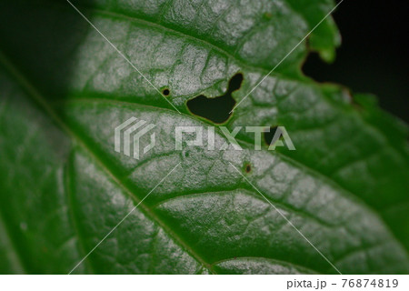 虫に食べられた跡がある紫陽花の葉のアップの写真素材