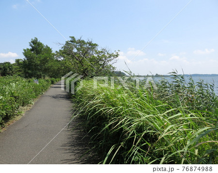 手賀沼遊歩道（水生植物園～滝下広場） 76874988