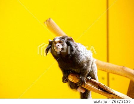 Cute monkey is sitting on the limb looking into the distance. Cute monkey is sitting on the limb looking into the distance. 76875159
