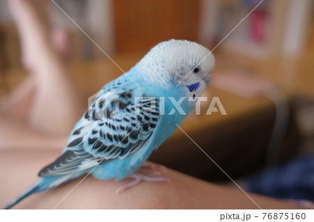 セキセイインコ / budgerigar 76875160