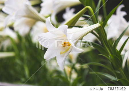 ゆり スカシユリ 透百合 76875169