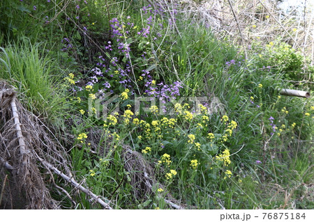 タチツボスミレと菜の花(長瀞自然の道) タチツボスミレと菜の花(長瀞自然の道) 76875184