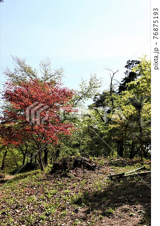 長瀞・月の石もみじ公園の春紅葉 長瀞・月の石もみじ公園の春紅葉 76875193