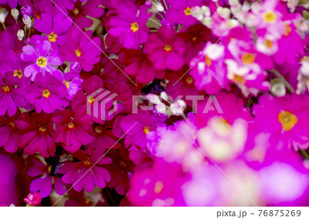 花 ピンク 花束 76875269