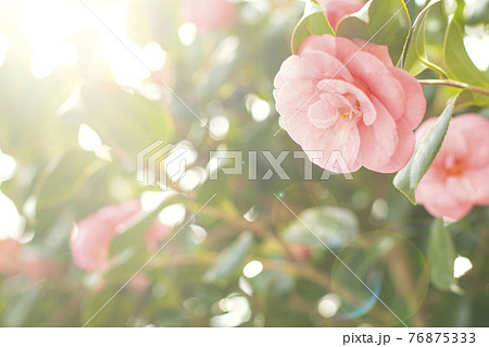 花 ピンク 椿 76875333