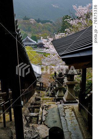 大和路の花の御寺　長谷寺 76875336