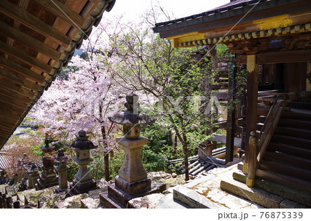 大和路の花の御寺　長谷寺 76875339