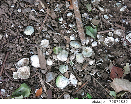 野田貝塚の地面に散乱している貝殻 76875386