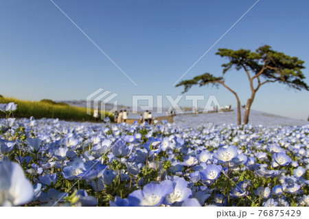 国営ひたち海浜公園・みはらしの丘のネモフィラ花畑 76875429