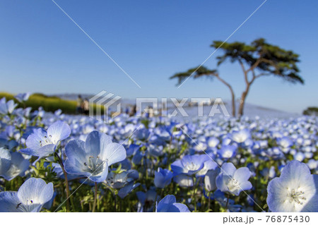 国営ひたち海浜公園・みはらしの丘のネモフィラ花畑 76875430