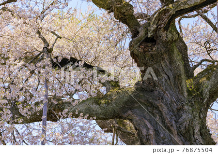 中曽根のエドヒガン桜 76875504