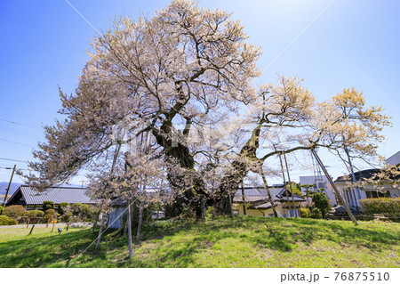 中曽根のエドヒガン桜 76875510