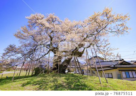 中曽根のエドヒガン桜 76875511