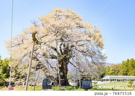 中曽根のエドヒガン桜 76875516
