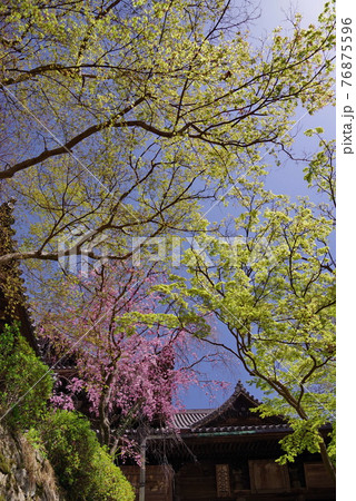 大和路の花の御寺 長谷寺の本堂 大和路の花の御寺 長谷寺の本堂 76875596