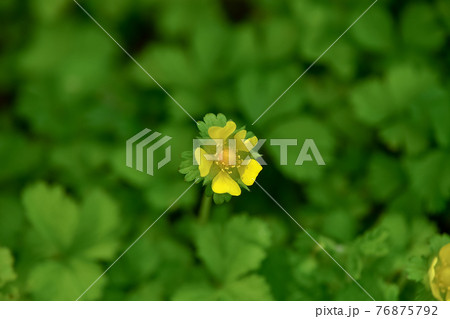 ヘビイチゴの花 ヘビイチゴの花 76875792