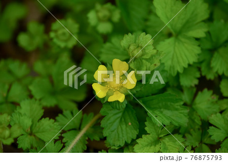 ヘビイチゴの花 76875793