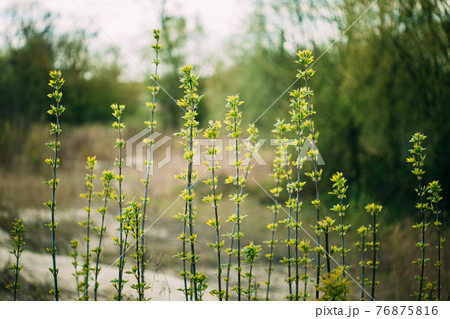 Young Spring Green Leaf Leaves Growing In Branches Of Forest Bush Plant Tree. Young Leaf In Sunlight On Boke Bokeh Natural Blur. 76875816