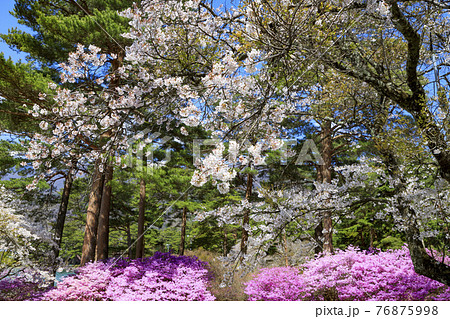 千人塚公園　満開の桜と三ツ葉つつじ 76875998