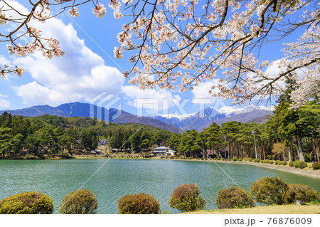 千人塚公園　満開の桜と三ツ葉つつじ 76876009