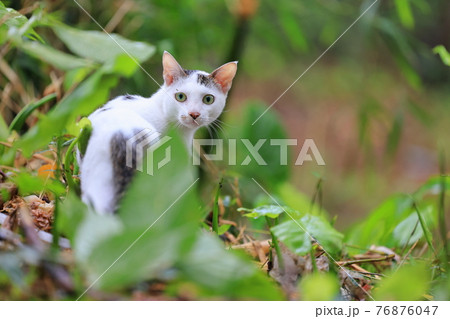 猫 ねこ ネコ 76876047