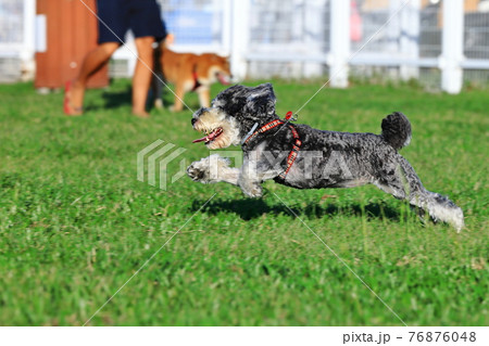 犬 狗 わんこ 76876048