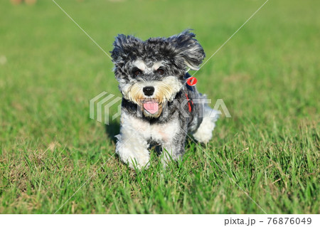 犬 狗 わんこ 76876049