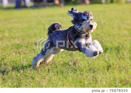 犬 狗 わんこ 76876050