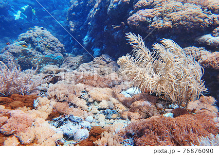 サンゴ 珊瑚 珊瑚礁 76876090