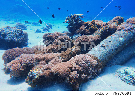 サンゴ 珊瑚 珊瑚礁 76876091