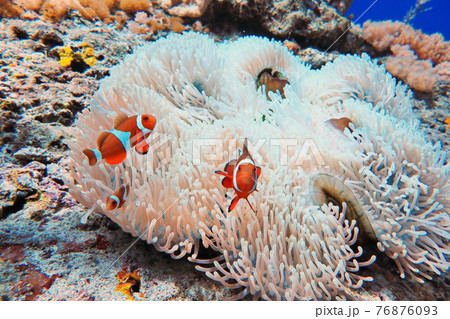 クマノミ カクレクマノミ かくれくまのみ 76876093