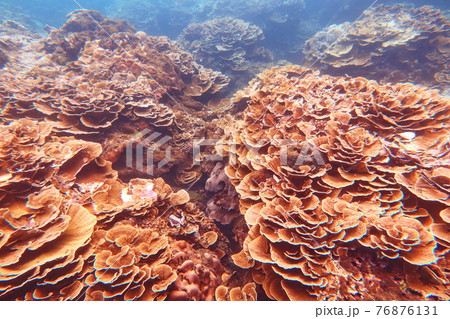 珊瑚礁 サンゴ礁 さんご礁 76876131