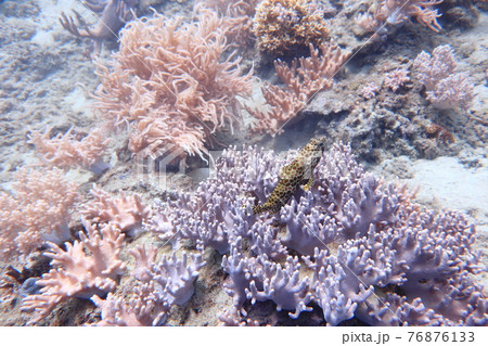 サンゴ 珊瑚 珊瑚礁 76876133